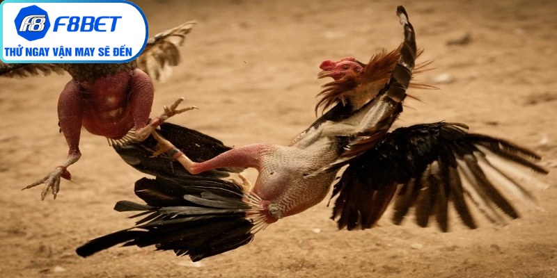 Gà tre cựa dao đầy linh hoạt trong đá gà cựa dao tại F8Bet
