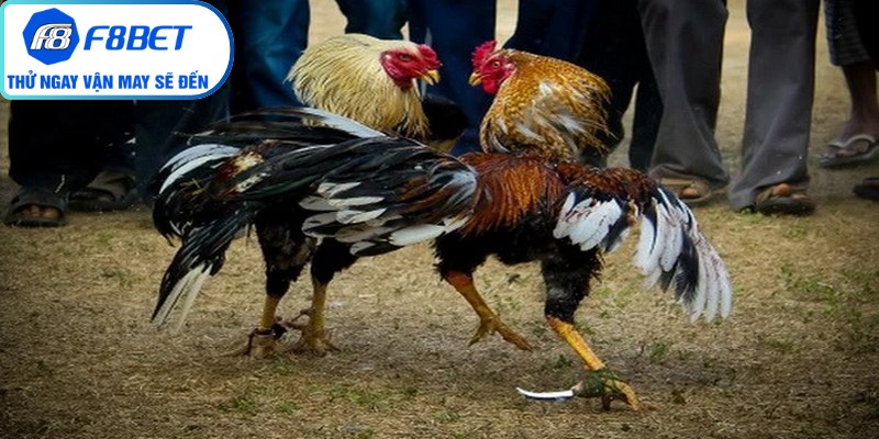 Giới thiệu hình thức đá gà cựa dao F8Bet kịch tính, sôi động