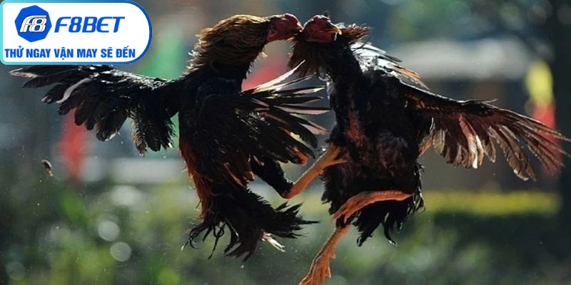 Quan sát thể chất chiến kê đá gà cựa dao kĩ lưỡng để nhanh thắng