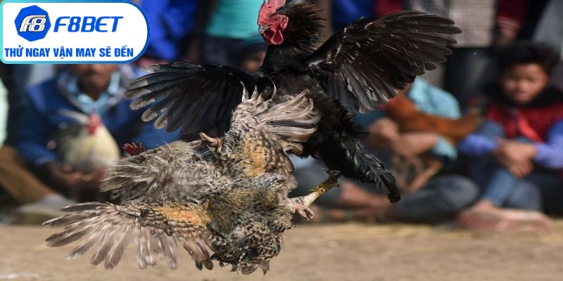 Những hình thức thi đấu gà cựa sắt F8Bet thịnh hành nhất