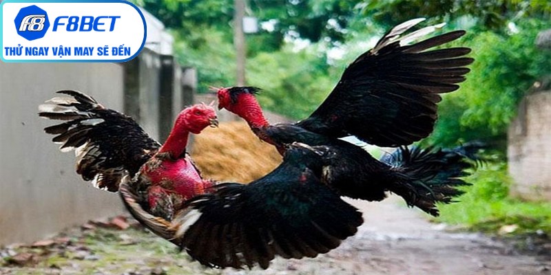 Sức hút mạnh mẽ của các trận đấu gà cựa sắt F8Bet hiện nay