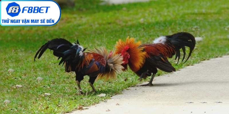 Trải nghiệm xem đá gà trực diện qua màn hình công nghệ sắc nét 