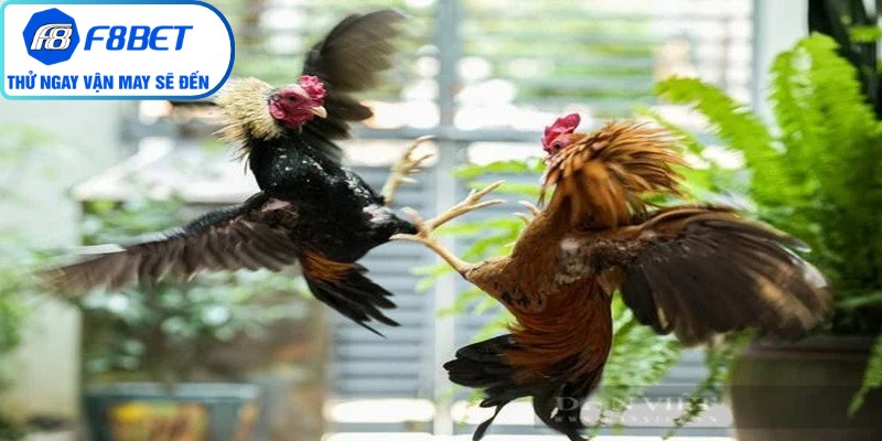 Người tham gia cần có trách nhiệm khi trải nghiệm cá cược