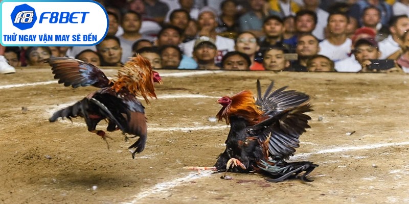 Giao diện hệ thống F8BET trực quan và vô cùng mượt mà