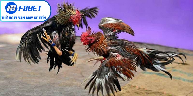 Giao diện theo dõi đá gà trực tuyến hiện đại và sắc nét tại F8Bet